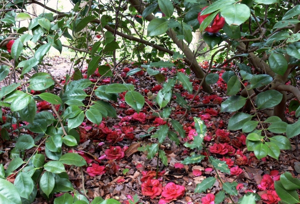 Bois des Moutiers (137) Mai 2012